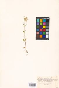 Stachys annua (L.) L., Eastern Europe, Moscow region (E4a) (Russia)