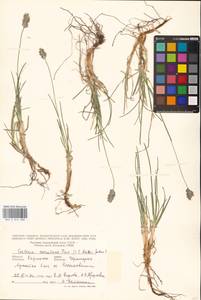 Sesleria coerulans Friv., Eastern Europe, West Ukrainian region (E13) (Ukraine)