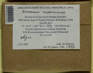 Dicranum nipponense Besch., Bryophytes, Bryophytes - Russian Far East (excl. Chukotka & Kamchatka) (B20) (Russia)