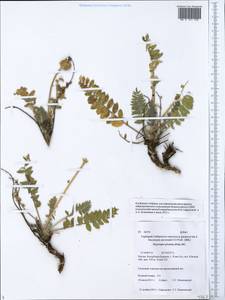 Oxytropis sylvatica (Pall.)DC., Siberia, Baikal & Transbaikal region (S4) (Russia)