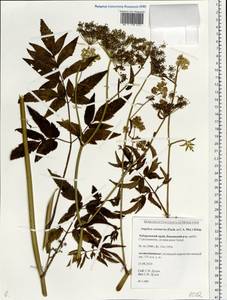 Angelica czernaevia (Fisch. & C. A. Mey.) Kitag., Siberia, Russian Far East (S6) (Russia)