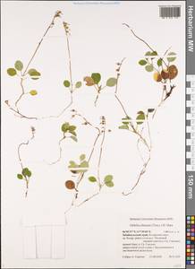 Orthilia secunda (L.) House, Siberia, Baikal & Transbaikal region (S4) (Russia)