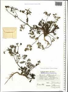 Caucalis platycarpos L., Caucasus, Stavropol Krai, Karachay-Cherkessia & Kabardino-Balkaria (K1b) (Russia)