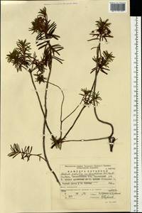 Rhododendron tomentosum (Stokes) Harmaja, Eastern Europe, Eastern region (E10) (Russia)