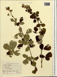 Rubus sanctus Schreb., Caucasus, Abkhazia (K4a) (Abkhazia)