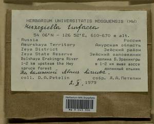 Herzogiella turfacea (Lindb.) Z. Iwats., Bryophytes, Bryophytes - Russian Far East (excl. Chukotka & Kamchatka) (B20) (Russia)