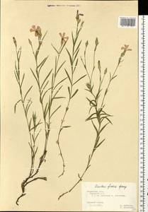 Dianthus chinensis L., Eastern Europe, Central region (E4) (Russia)