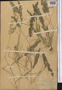 Eragrostis cilianensis (All.) Janch., Middle Asia, Western Tian Shan & Karatau (M3) (Kazakhstan)