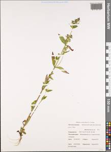 Halenia corniculata (L.) Cornaz, Siberia, Chukotka & Kamchatka (S7) (Russia)
