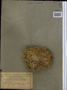 Nanophyton erinaceum (Pall.) Bunge, Middle Asia, Northern & Central Tian Shan (M4) (Kazakhstan)