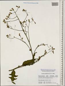 Lactuca tatarica (L.) C. A. Mey., Caucasus, Krasnodar Krai & Adygea (K1a) (Russia)