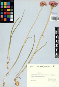 Allium schoenoprasum L., Siberia, Baikal & Transbaikal region (S4) (Russia)