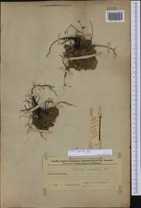 Alchemilla, Caucasus, Azerbaijan (K6) (Azerbaijan)