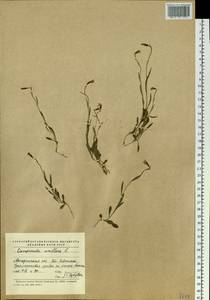 Melanocalyx uniflora (L.) Morin, Siberia, Chukotka & Kamchatka (S7) (Russia)