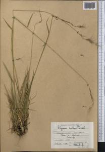 Elymus nutans Griseb., Middle Asia, Northern & Central Tian Shan (M4) (Kyrgyzstan)