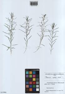 Thesium repens Ledeb., Siberia, Altai & Sayany Mountains (S2) (Russia)