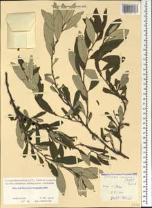 Prunus incana (Pall.) Steven, Caucasus, North Ossetia, Ingushetia & Chechnya (K1c) (Russia)