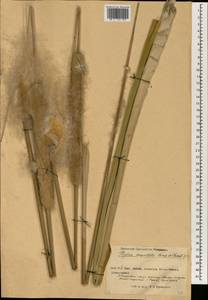 Typha domingensis Pers., South Asia, South Asia (Asia outside ex-Soviet states and Mongolia) (ASIA) (China)