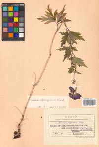 Aconitum consanguineum Vorosch., Siberia, Russian Far East (S6) (Russia)