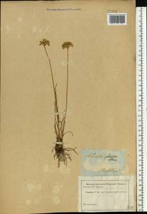 Allium flavescens Besser, Eastern Europe, South Ukrainian region (E12) (Ukraine)