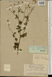 Tanacetum partheniifolium (Willd.) Sch. Bip., Caucasus, North Ossetia, Ingushetia & Chechnya (K1c) (Russia)