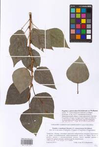 Populus petrovskoe, Eastern Europe, Middle Volga region (E8) (Russia)