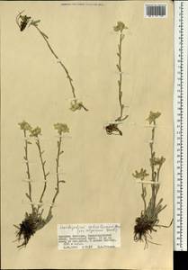 Leontopodium leontopodinum (DC.) Hand.-Mazz., Mongolia (MONG) (Mongolia)