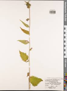 Campanula trachelium L., Eastern Europe, Central region (E4) (Russia)