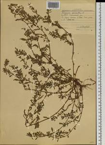 Polygonum aviculare L., Siberia, Yakutia (S5) (Russia)