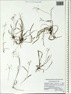 Luzula plumosa E.Mey., Siberia, Russian Far East (S6) (Russia)