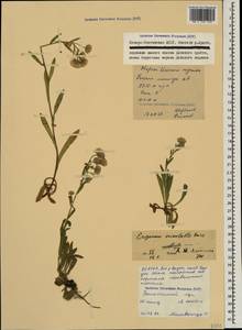 Erigeron acris subsp. acris, Caucasus, North Ossetia, Ingushetia & Chechnya (K1c) (Russia)