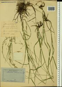 Bromus pumpellianus Scribn., Siberia, Yakutia (S5) (Russia)