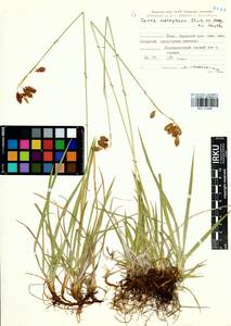 Carex coriophora Fisch. & C.A.Mey. ex Kunth, Siberia, Altai & Sayany Mountains (S2) (Russia)