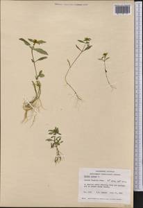 Bidens cernua L., America (AMER) (Canada)