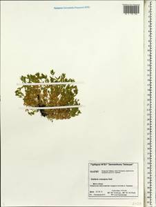 Stellaria longipes subsp. longipes, Siberia, Central Siberia (S3) (Russia)