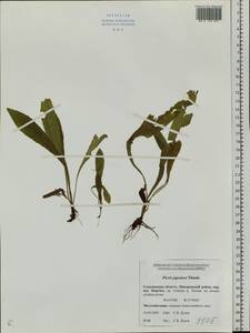 Picris japonica Thunb., Siberia, Russian Far East (S6) (Russia)