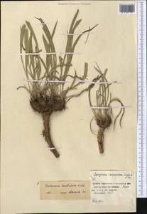 Takhtajaniantha austriaca (Willd.) Zaika, Sukhor. & N. Kilian, Middle Asia, Northern & Central Kazakhstan (M10) (Kazakhstan)