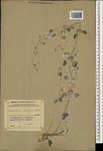 Marrubium persicum C.A.Mey., Caucasus, Azerbaijan (K6) (Azerbaijan)