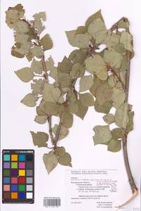 Populus, Eastern Europe, Central forest-and-steppe region (E6) (Russia)