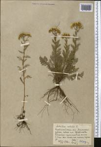 Achillea nobilis L., Middle Asia, Northern & Central Kazakhstan (M10) (Kazakhstan)