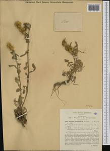 Centaurea sicula L., Western Europe (EUR) (Italy)