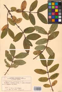 Lonicera caerulea L., Eastern Europe, Moscow region (E4a) (Russia)