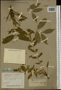 Fraxinus angustifolia subsp. oxycarpa (M.Bieb. ex Willd.) Franco & Rocha Afonso, Eastern Europe, Rostov Oblast (E12a) (Russia)