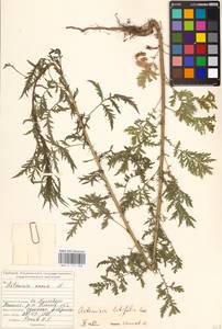 Artemisia latifolia Ledeb., Eastern Europe, Middle Volga region (E8) (Russia)
