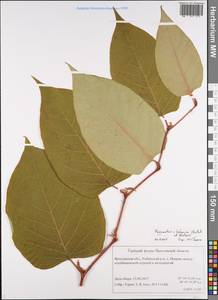 Reynoutria × bohemica Chrtek & Chrtková, Eastern Europe, Central forest region (E5) (Russia)