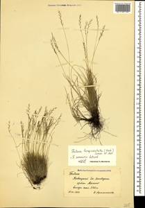 Festuca sommieri Litard., Caucasus, Krasnodar Krai & Adygea (K1a) (Russia)