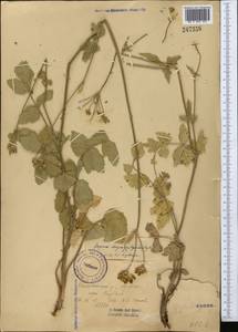 Semenovia dasycarpa (Regel & Schmalh.) Korovin ex Pimenov & V. N. Tikhom., Middle Asia, Western Tian Shan & Karatau (M3) (Uzbekistan)