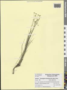 Eremogone holostea (M. Bieb.) Rupr., Caucasus, Dagestan (K2) (Russia)