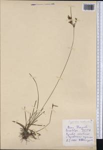 Cyperus rotundus L., America (AMER) (Peru)