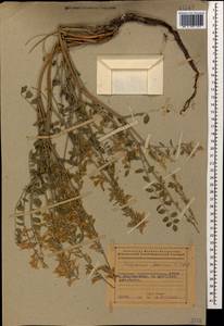 Hedysarum formosum Basiner, Caucasus, Azerbaijan (K6) (Azerbaijan)